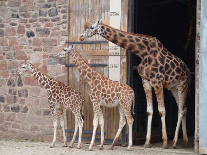 A row of three giraffes, ranging from a small giraffe to a larger one, line up outside of a doorway. 