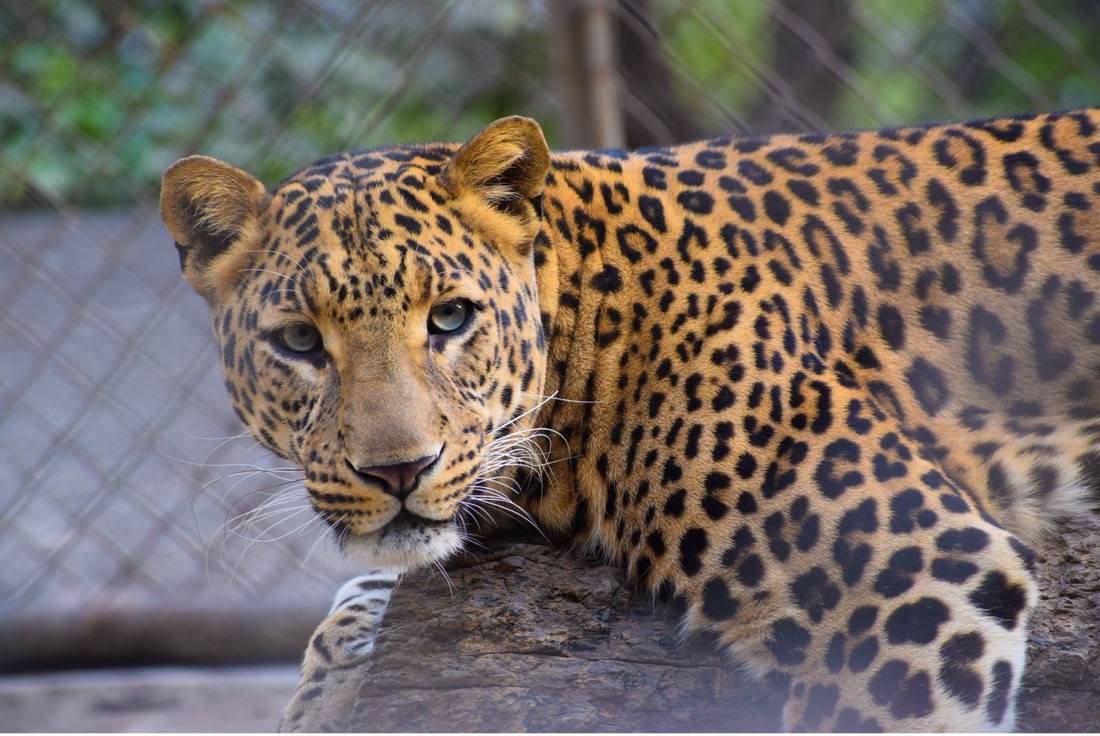 Image of a leopard lying on a rock. There is a chain link fence in the background. 